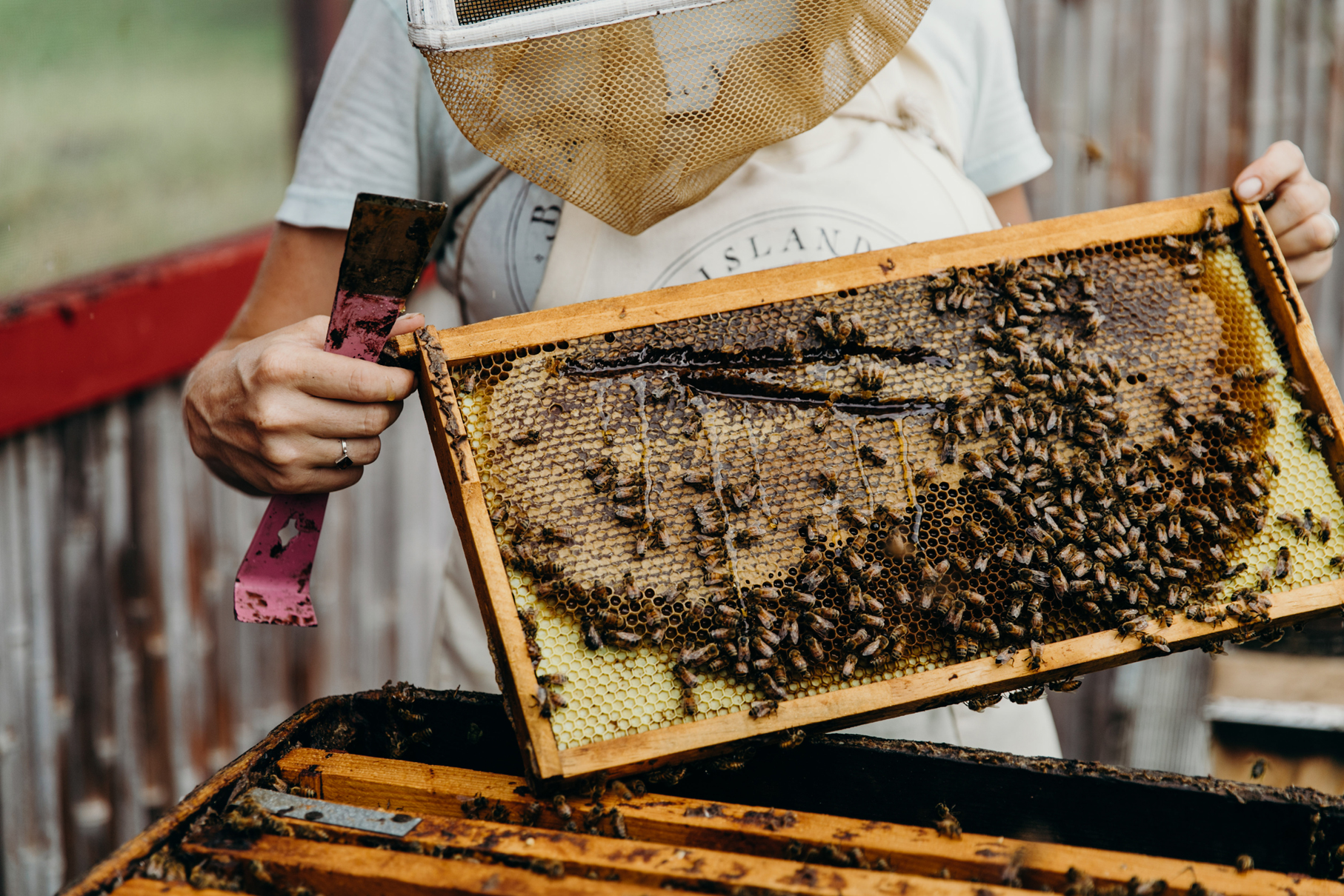 Local beekeeper shows honeycomb Local beekeeper shows honeycomb
