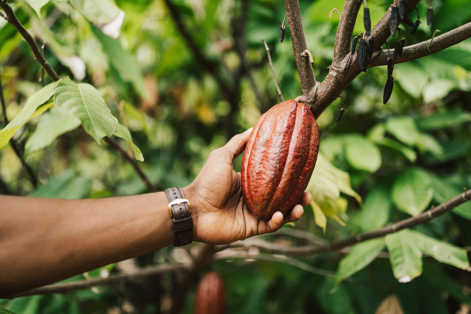 chocolate farm chocolate farm