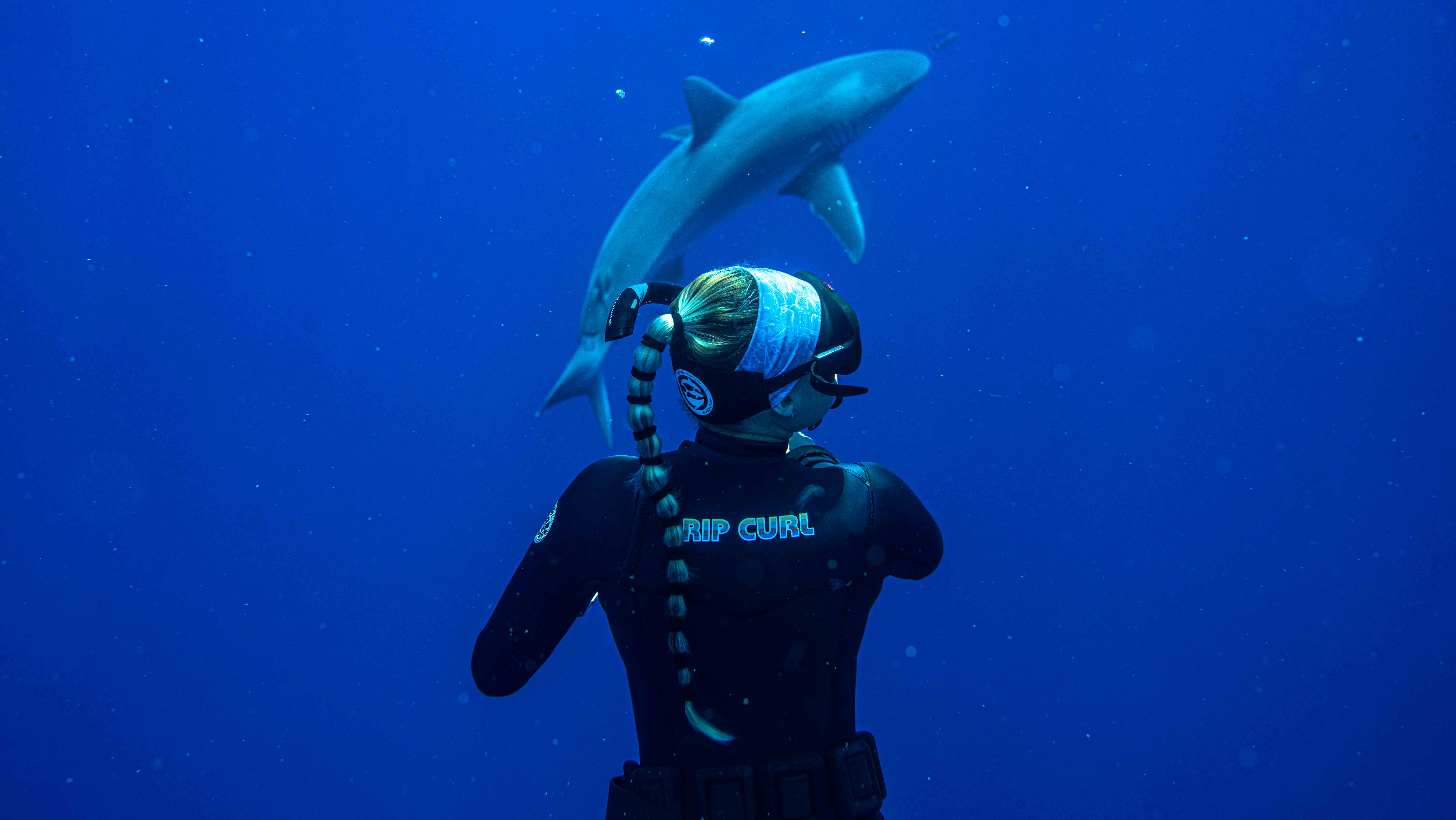 Diving with sharks