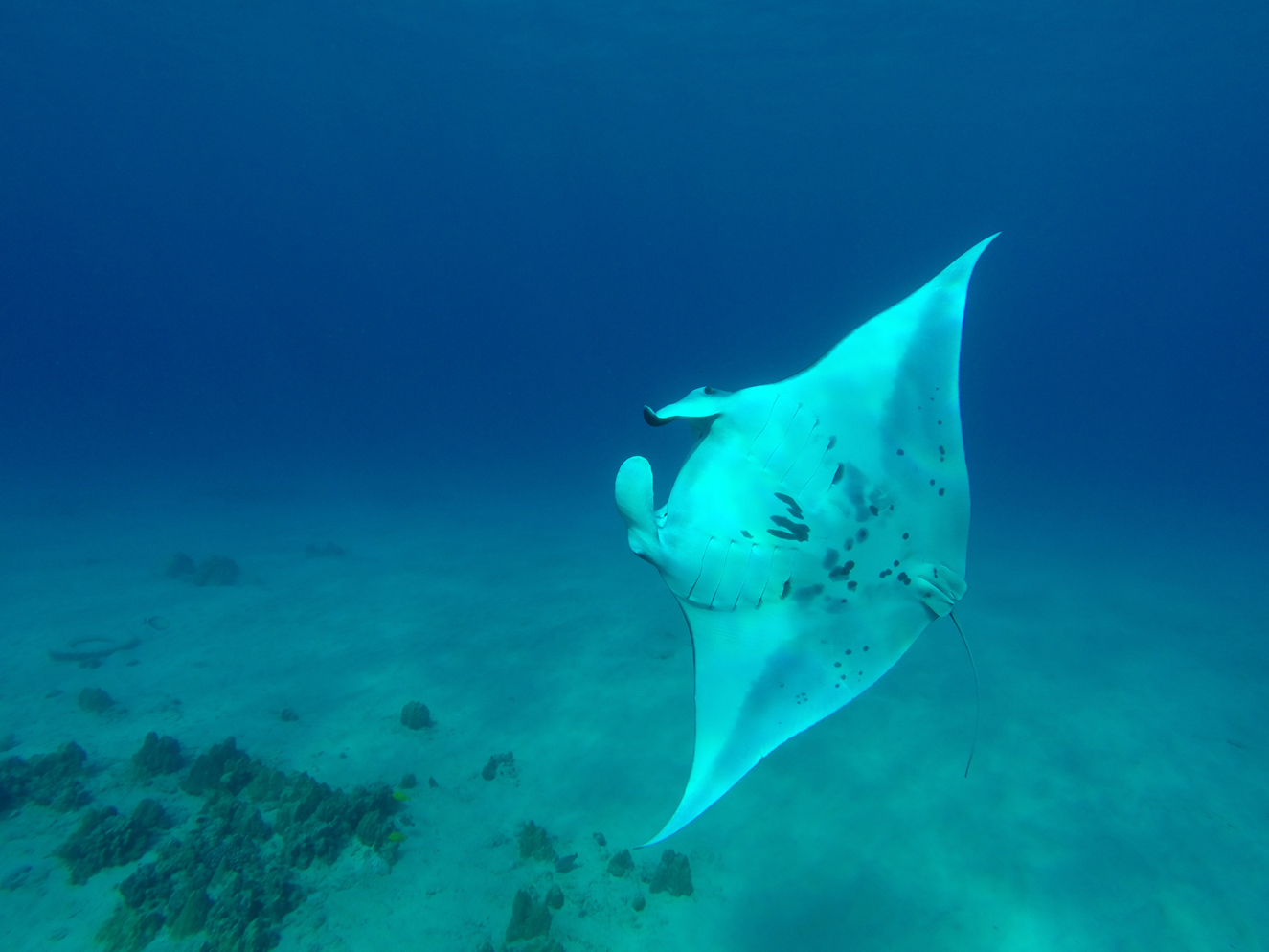 Manta off of Kona