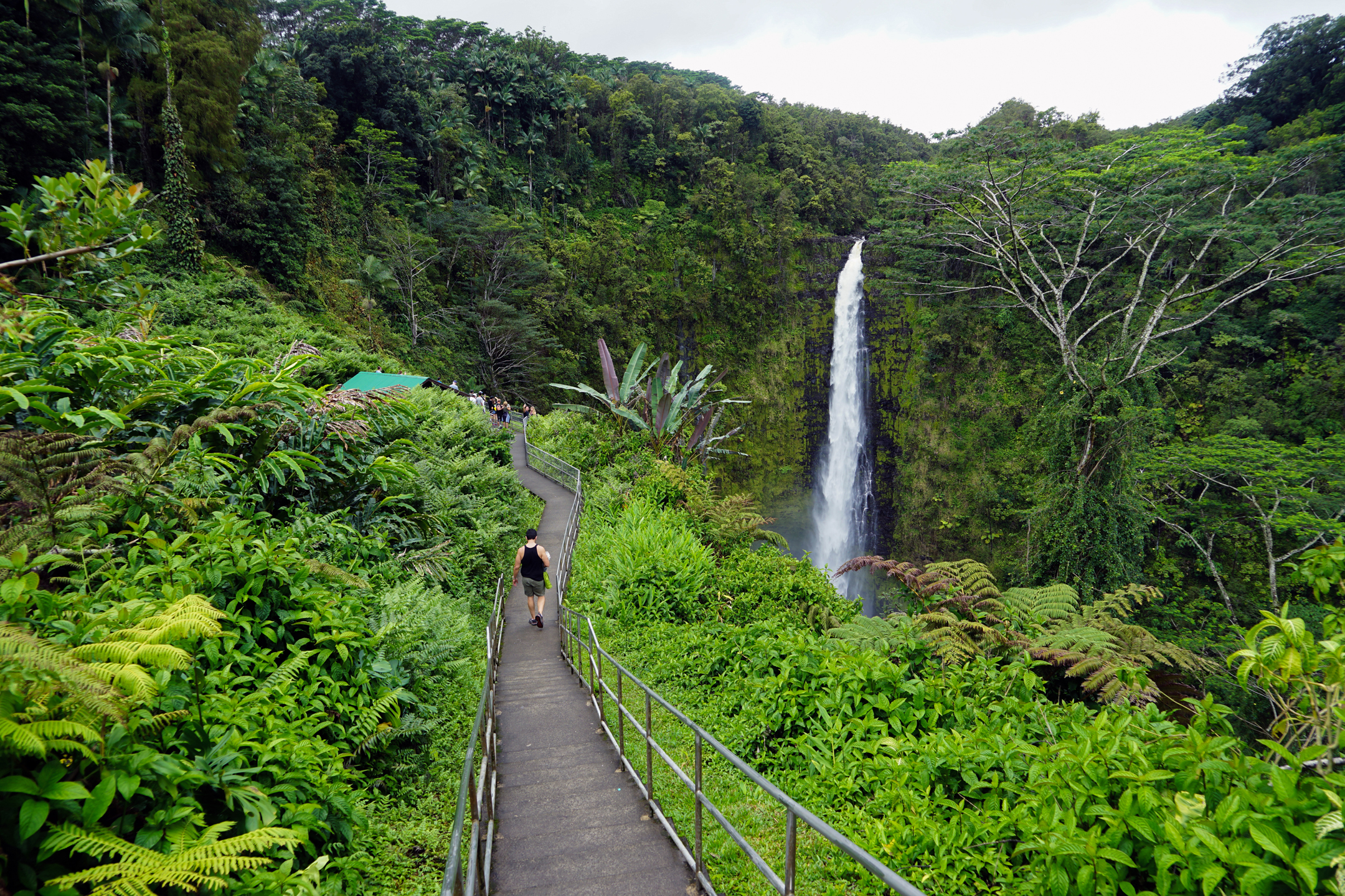 Walkway to Akaka Falls