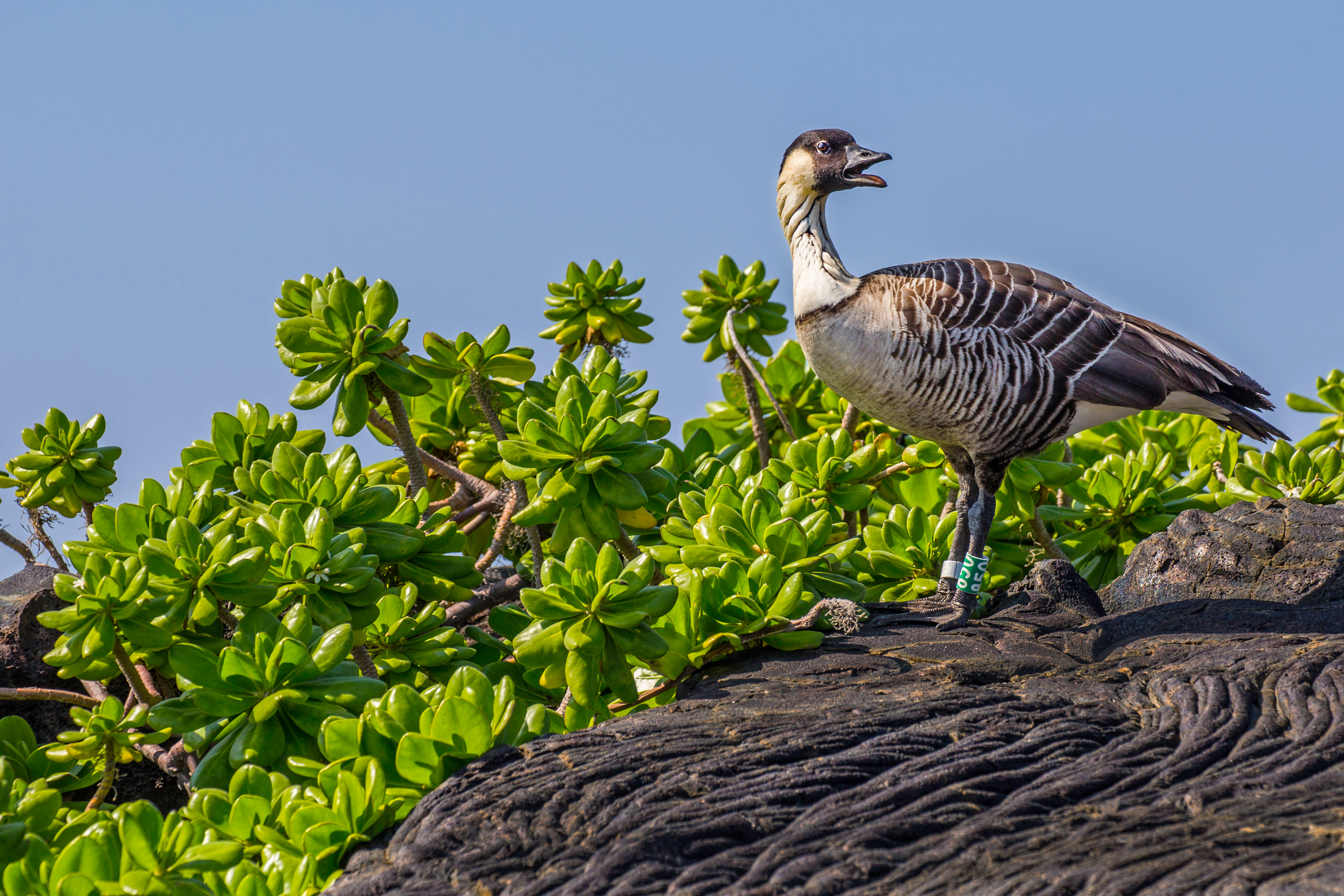 Friends of Hawaii Volcanoes National Park | Go Hawaii Friends of Hawaii Volcanoes National Park | Go Hawaii