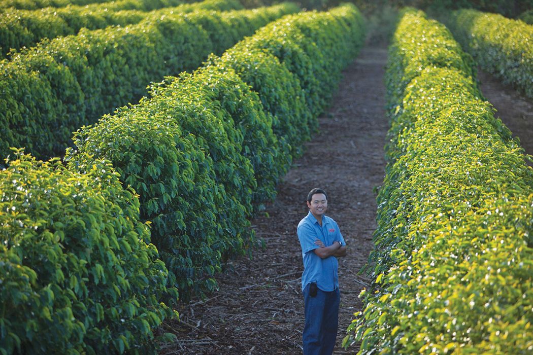 Kauai Coffee Company Visitor Center Go Hawaii