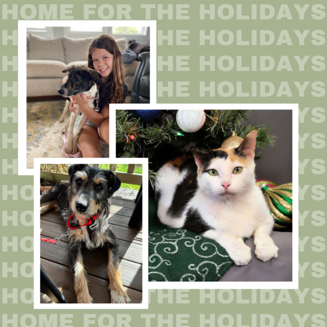 Kauai Humane Society Holiday Events Go Hawaii