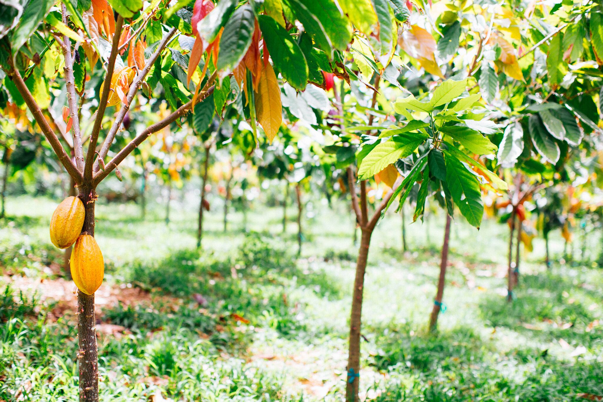 Lydgate Farms Go Hawaii