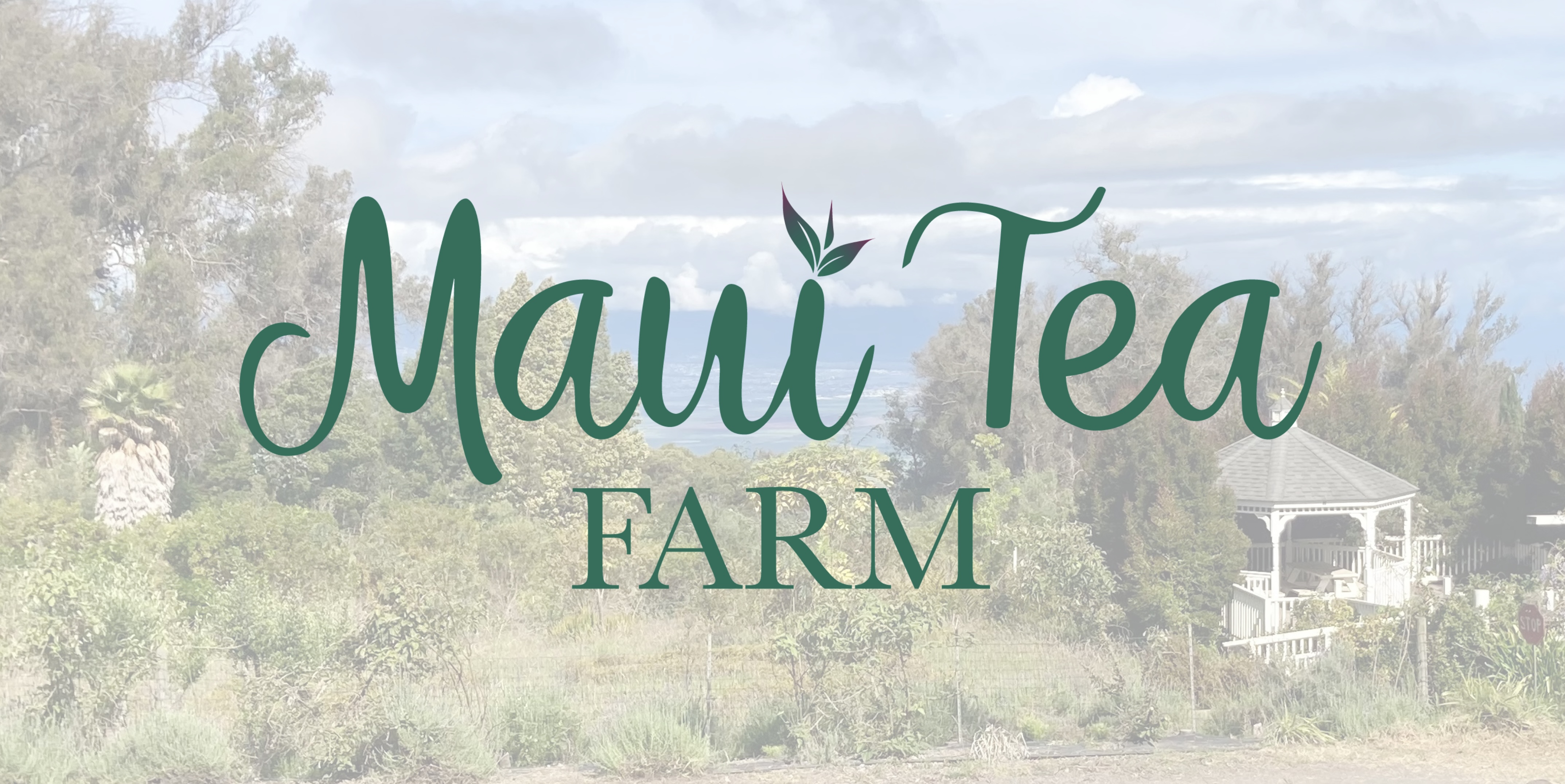 Maui Tea Farm Go Hawaii