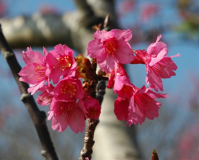 Waimea Cherry Blossom Heritage Festival Go Hawaii