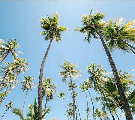 Hawaii Palm Trees