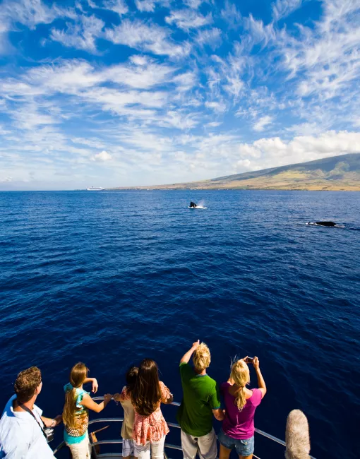 ハワイにクジラが来るのはなぜ？