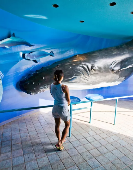 ザトウクジラとは