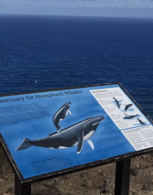 ザトウクジラは保護動物ですか？