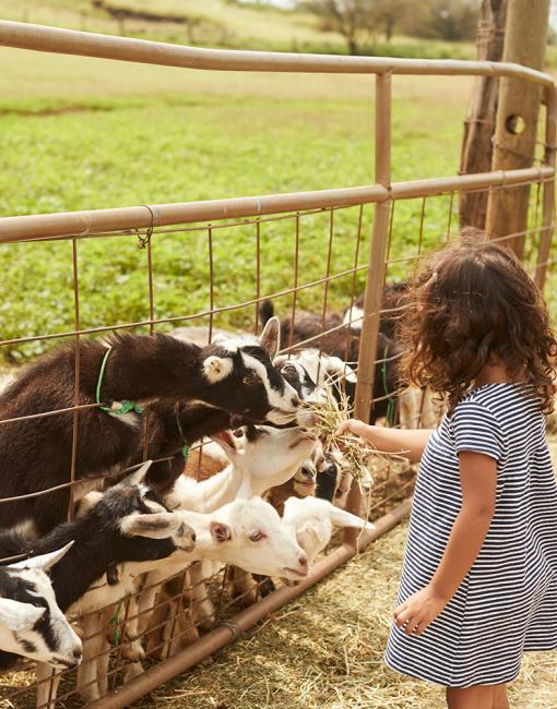 Farms & Markets