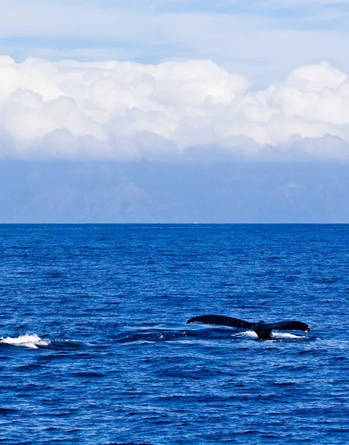 Whale Watching in Hawaii