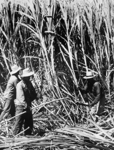 Black and white of workers in field in the Hawaiian Islands