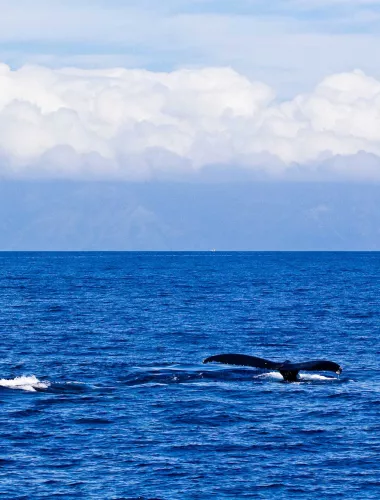 Whale Watching in Hawaii