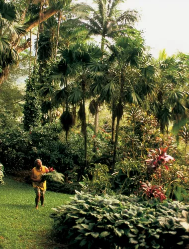 Person walking through a lush tropical garden with tall palm trees, vibrant plants, and greenery under soft natural light.
