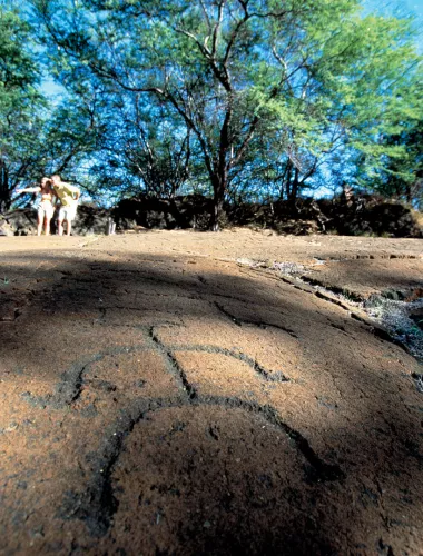 Puako Petroglyph Archeological Preserve Close-up of ancient petroglyph carvings on a rocky surface surrounded by trees at Puako Petroglyph Archeological Preserve.