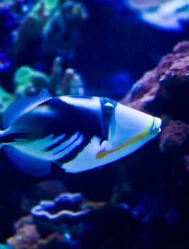 Snorkeling & SCUBA