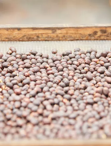 Hula Daddy Coffee Beans