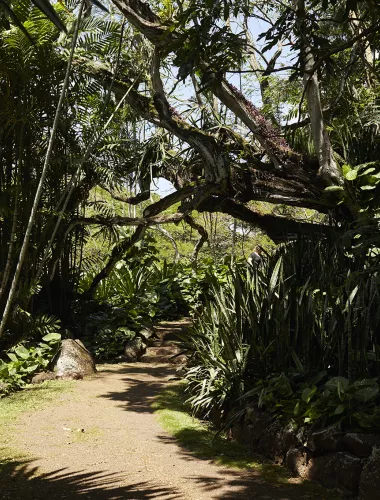 Dense, tropical garden with winding paths and towering Moreton Fig trees at Allerton Garden.