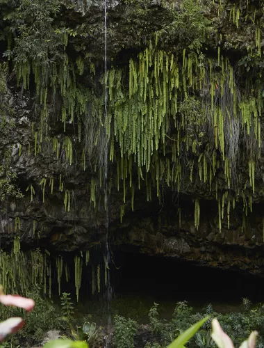 A cave covered in lush ferns hanging from the ceiling, surrounded by tropical foliage.