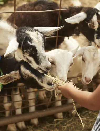 Child hand feeding goats.