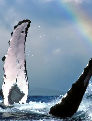 Whales breaching
