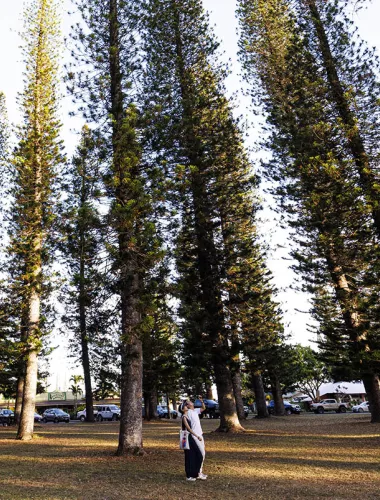 Exterior image of a person taking a picture of very tall trees.