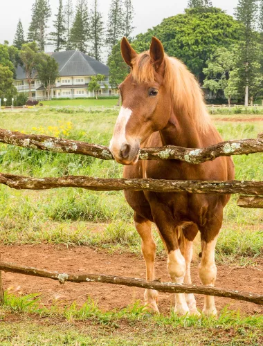 Horseback Riding Horseback Riding