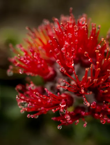Mantenga a Ohia contenida