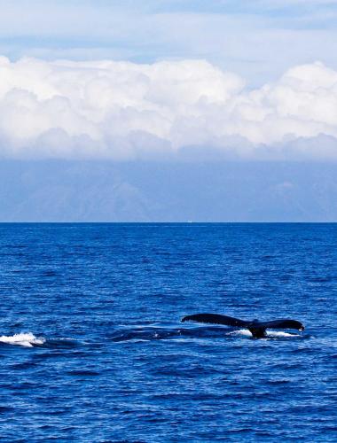 Whale Watching on Kauaʻi Whale Watching on Kauai
