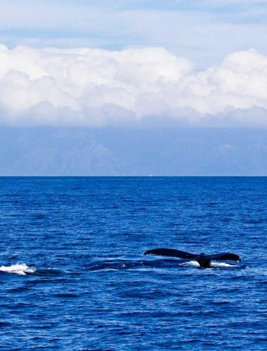 Whale Watching on Kauai