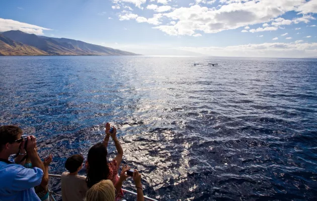 Whale Watching