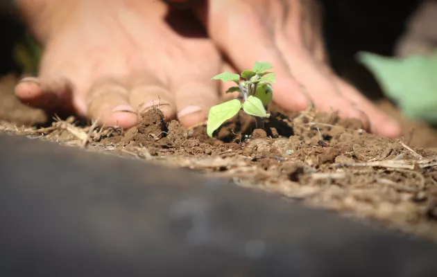 Hands in dirt planting on the Hawaiian Islands