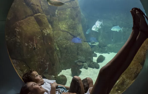Kids Aquarium in Hawaii