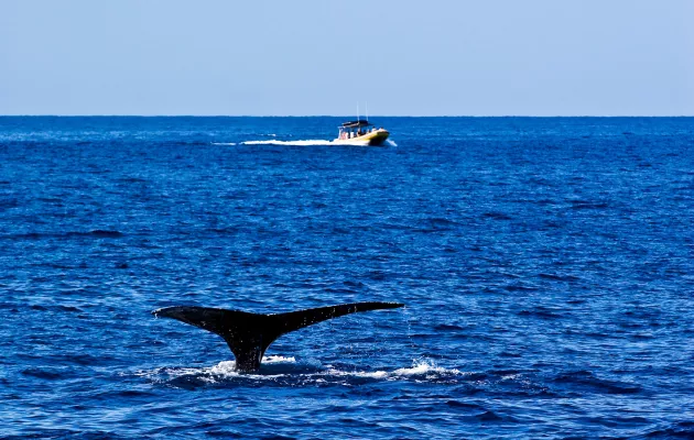 Find More Information About Whale Watching Find More Information About Whale Watching