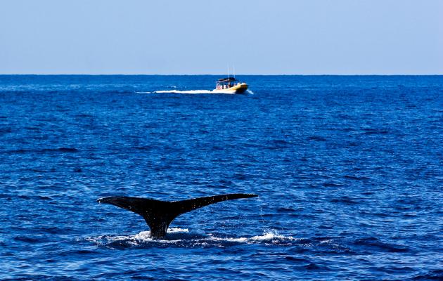 Find More Information About Whale Watching Find More Information About Whale Watching