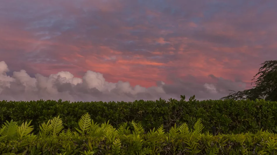 Video: Kohala Region