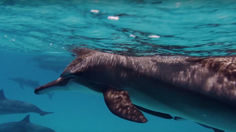 Hawaii Travel Tips: Ocean Conservation video