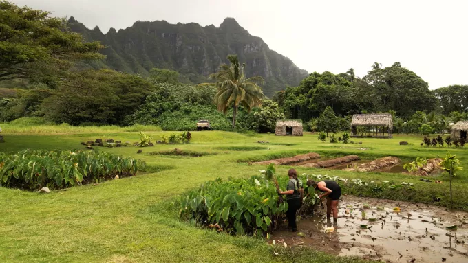 Sam Harris Island of Oahu