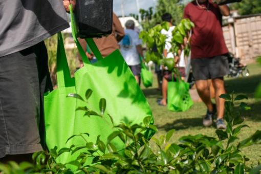 Arbor Day Garden Expo Tree Giveaway Go Hawaii