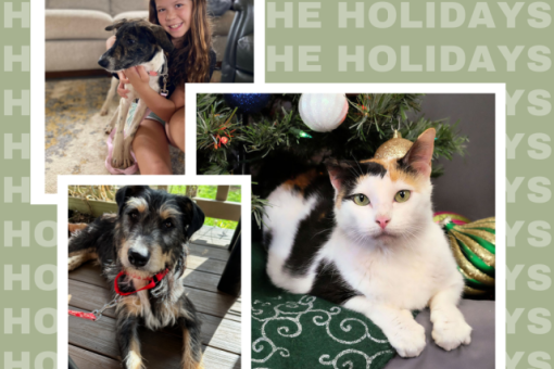 Kauai Humane Society