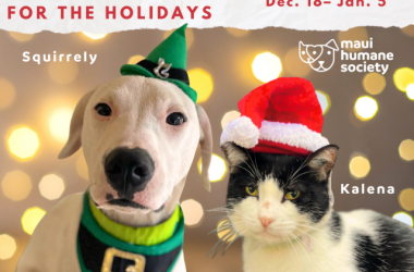 Maui Events Calendar Go Hawaii