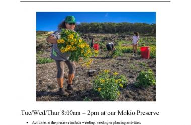 Volunteer at Mokio Preserve, Molokai