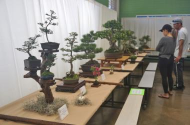 Bonsai on display