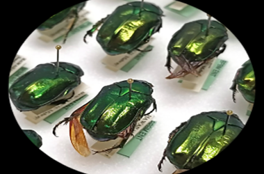 Oahu Events Calendar: Shows Exhibits Festivals More Go Hawaii