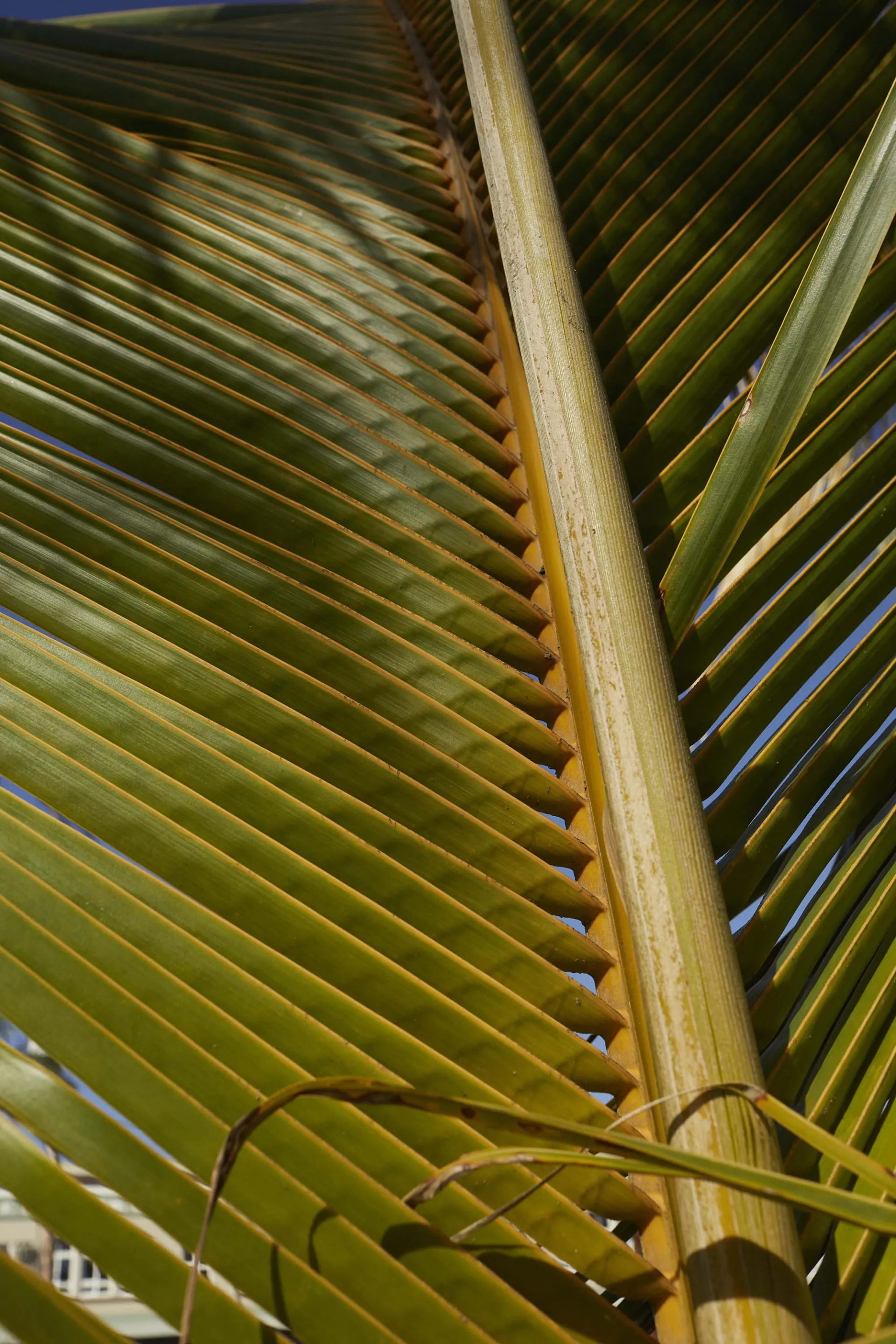 Palm leaf Hawaiian Islands