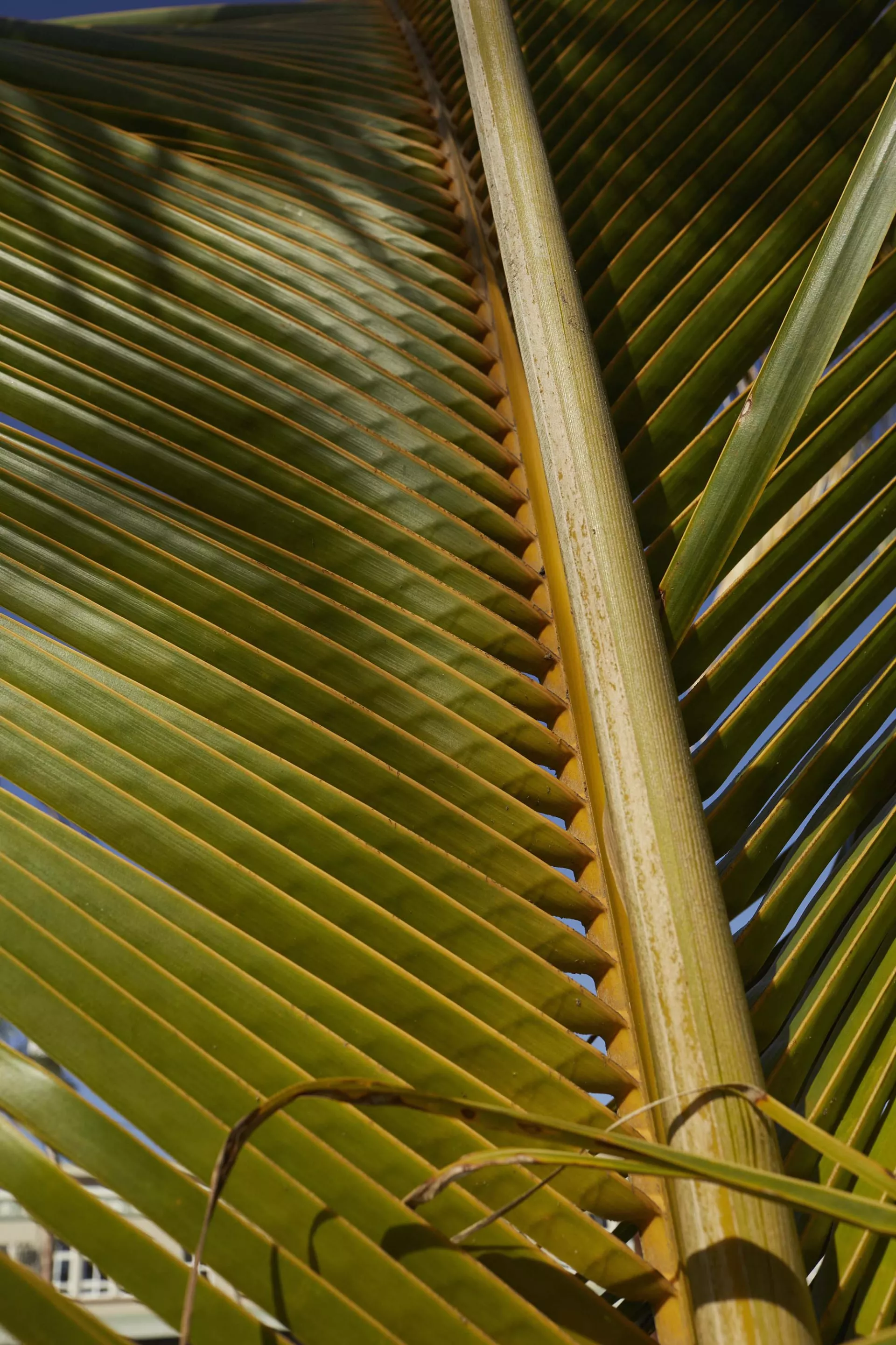 KAIPALAOA