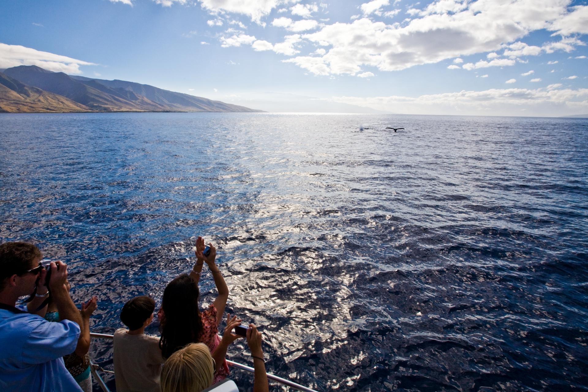 Whale Watching