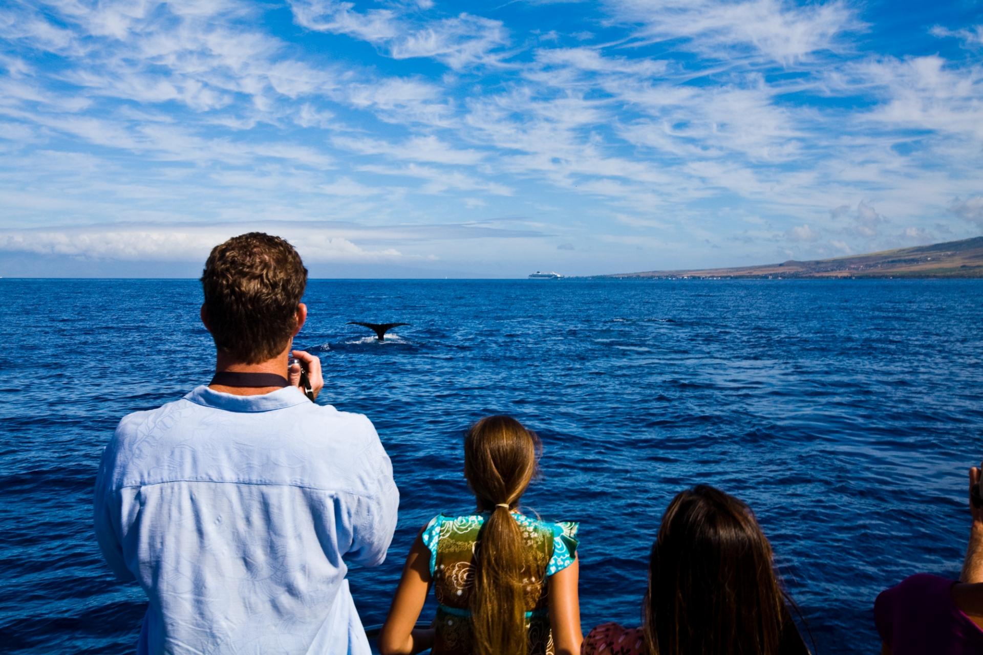 Oahu Whale Watching Go Hawaii